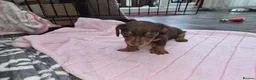 Dachshund dogs for sale: Miniature dachshund puppies in Bridlington - Advert 5