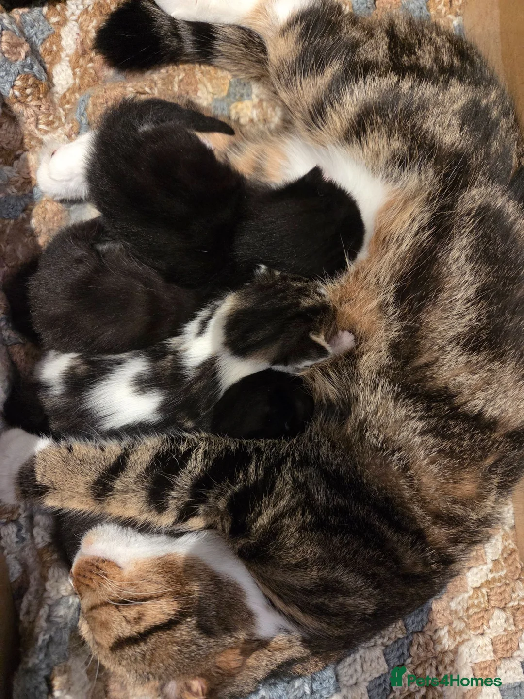 Mixed Breed cats for sale: 4 Female kittens  - Advert 2
