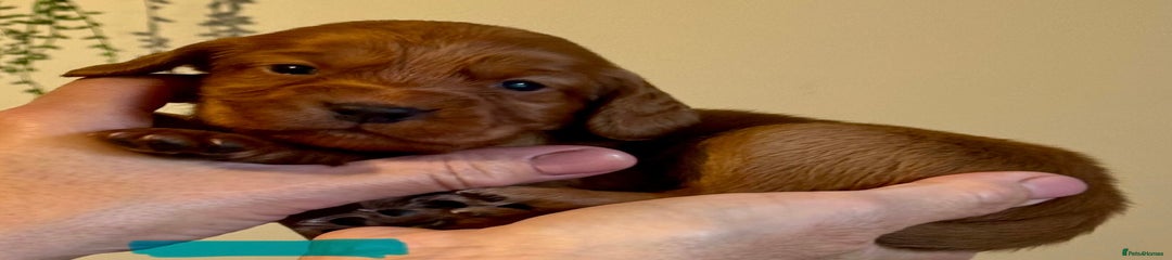 Cocker Spaniel Puppy 6