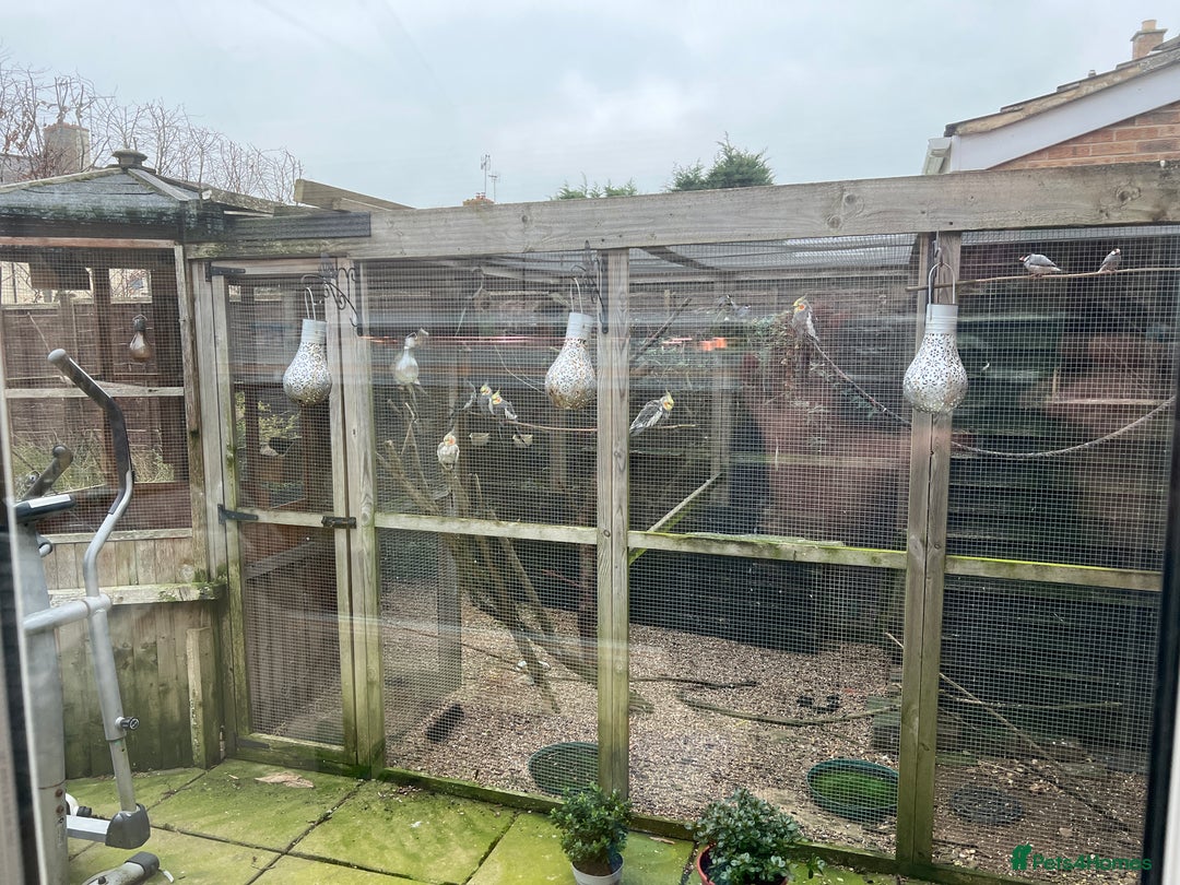 Finches birds for sale: Birds and aviary - Advert 1