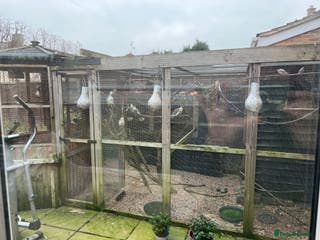 Finches birds Birds and aviary - Advert 15