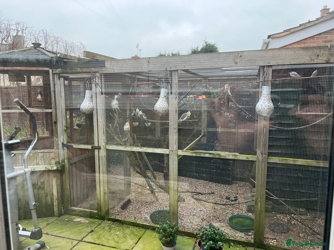 Finches birds for sale: Birds and aviary - Advert 1