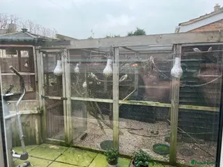 Finches birds Birds and aviary - Advert 6