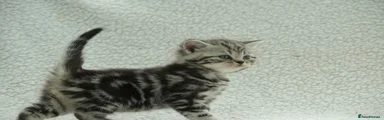 British Shorthair 6