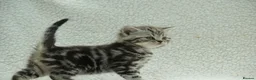 British Shorthair cats for sale: Gccf registered British Shorthair silver tabby's  - Advert 23