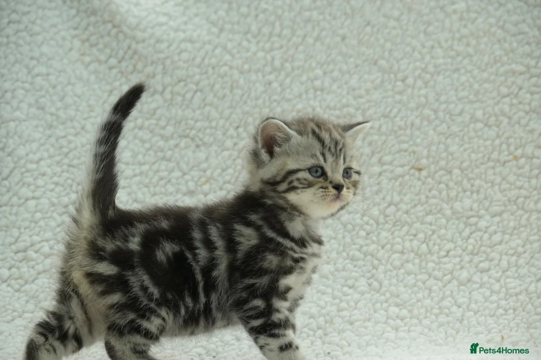 British Shorthair cats for sale: Gccf registered British Shorthair silver tabby's  - Advert 23