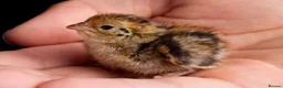 Quail poultry for sale: Quail - Advert 3