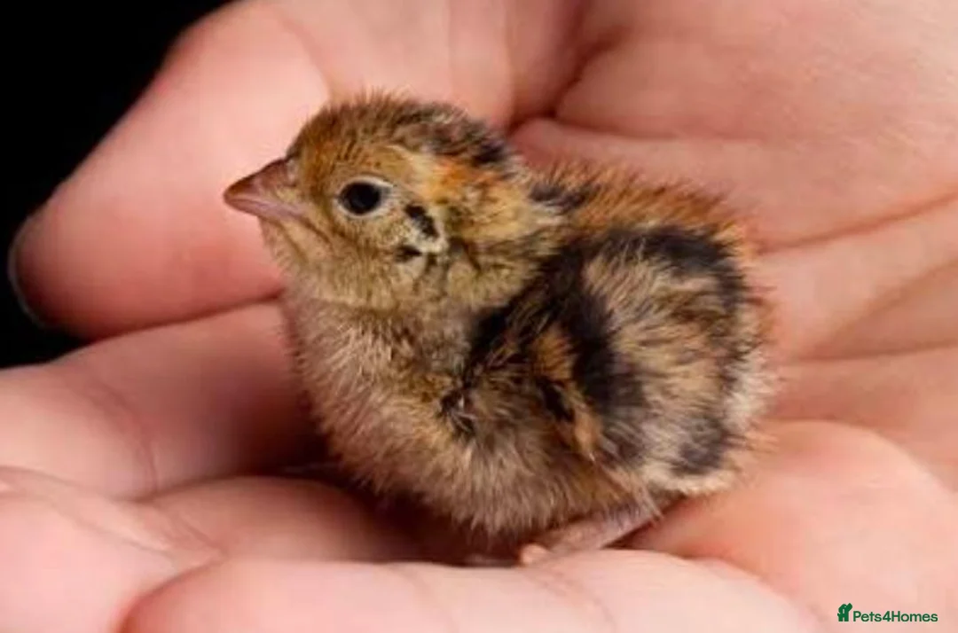 Quail poultry for sale: Quail - Advert 3