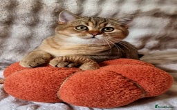 British Shorthair cats for sale: GOLDEN & COLOURPOINT BSH KITTENS, READY TO GO! - Image 18