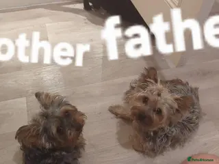 Yorkshire Terrier dogs 2 boys and 3 girls (5 weeks) ready to go - Advert 1