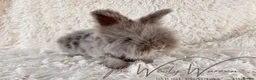 Angora rabbits for sale: FULLY VACCINATED ANGORA BROTHERS  - Advert 5