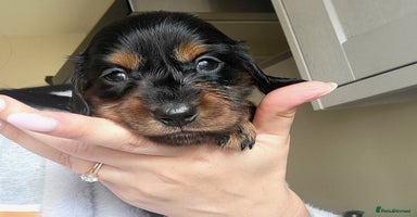 Dachshund dogs - Advert 5