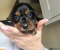 Dachshund dogs - Advert 10