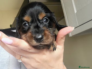 Dachshund dogs KC Miniature Dachshund - Advert 7