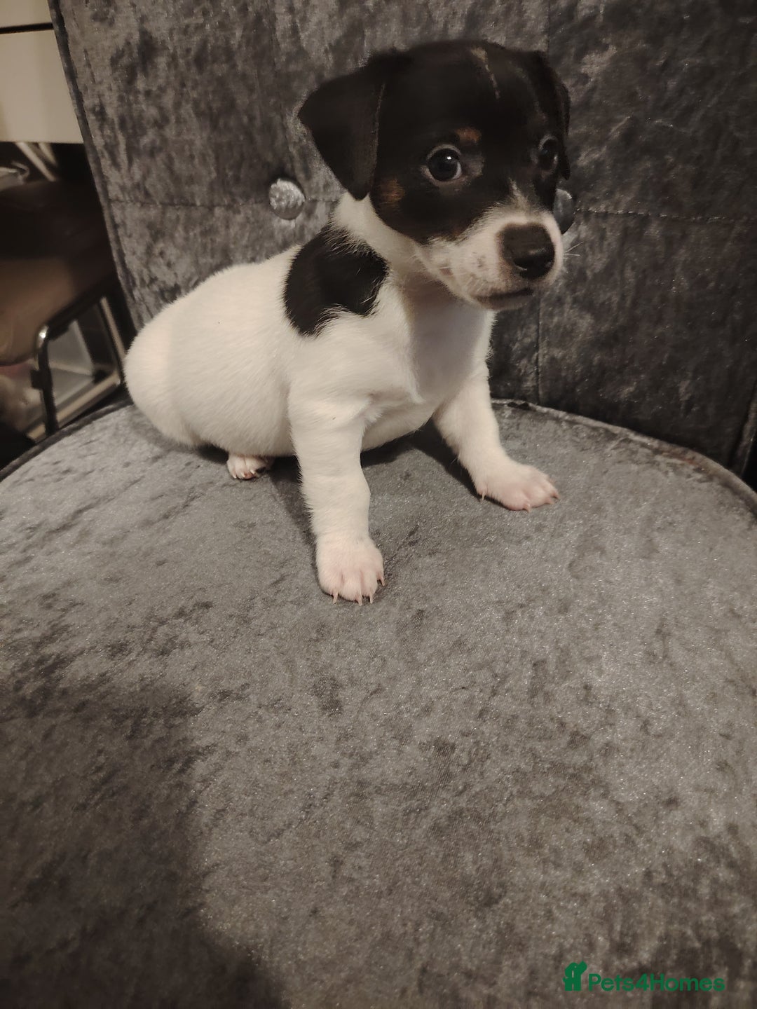 Jack Russell dogs for sale: Jack Russell pups  - Image 2