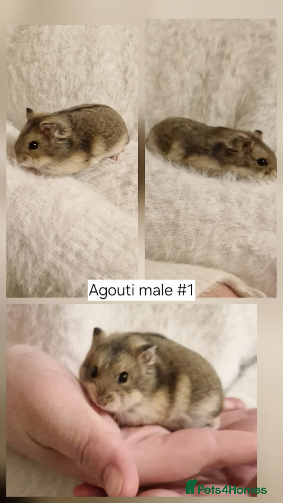 Hamster rodents for sale: 3 baby Pedigree campbell dwarf hamsters for sale🏡 - Advert 4