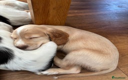 Cocker Spaniel dogs for sale: 2 beautiful boy cocker spaniels puppies - Image 2