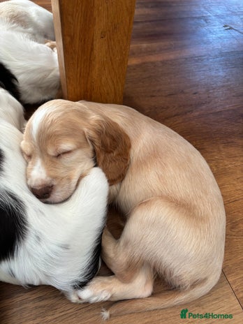 Cocker Spaniel dogs - Advert 13