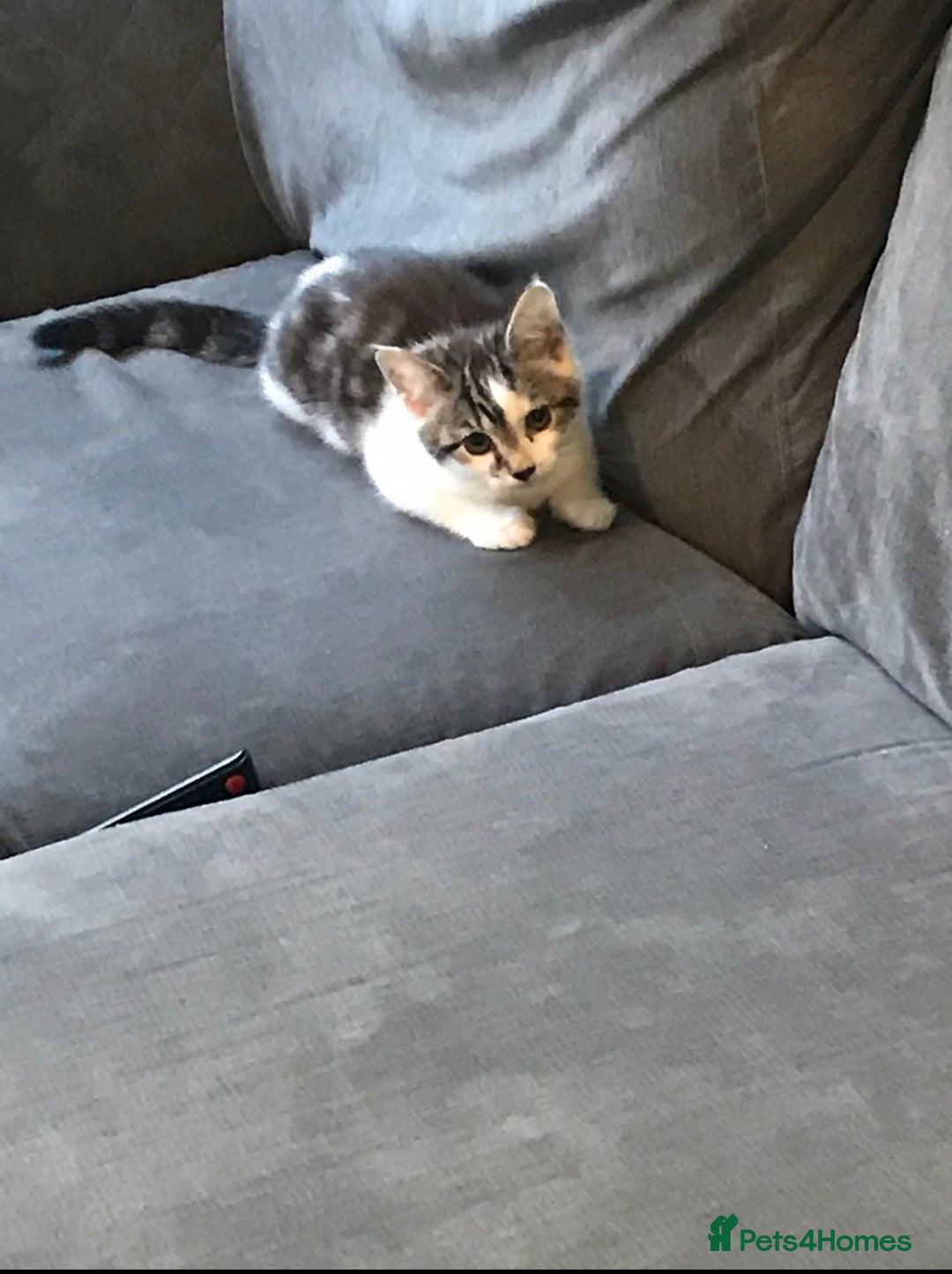 Mixed Breed cats for sale: Beautiful Mixed Kittens - Image 3