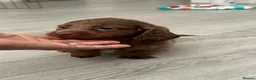 Miniature Dachshund dogs for sale: Miniature dachshund - Advert 15