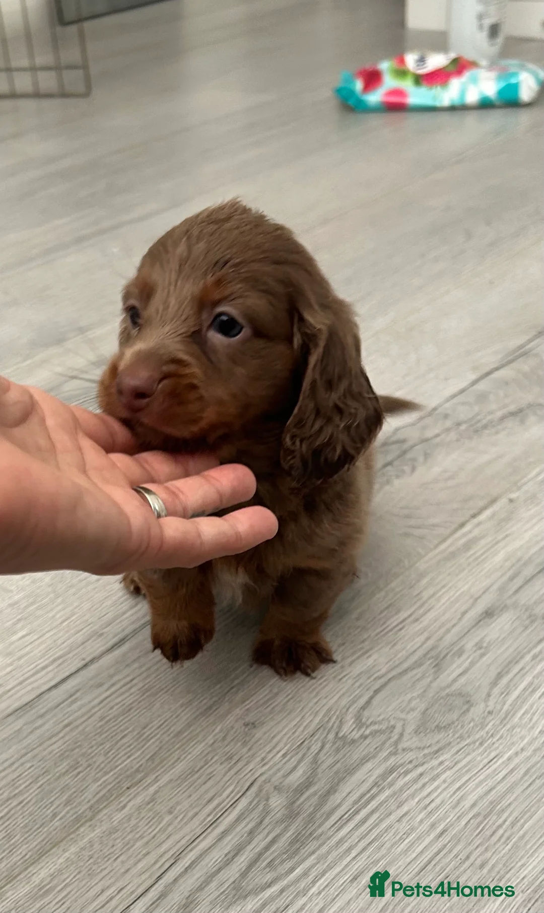 Miniature Dachshund dogs for sale: Miniature dachshund - Advert 15