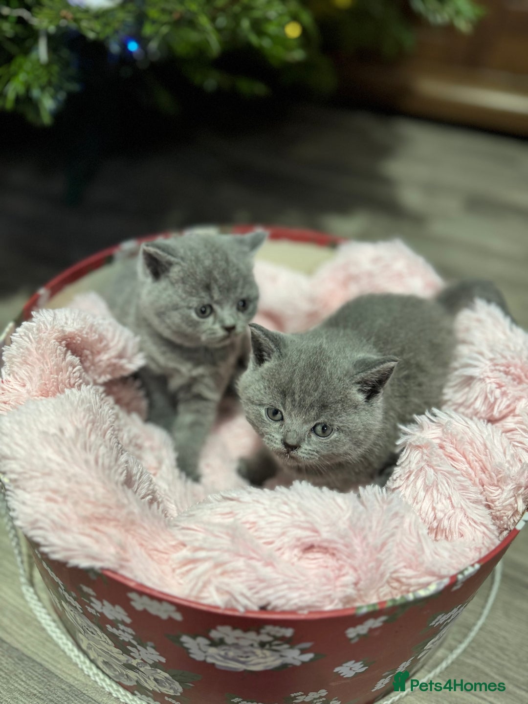 British Shorthair cats for sale: Beautiful British Shorthair Blue Kittens Available - Advert 24
