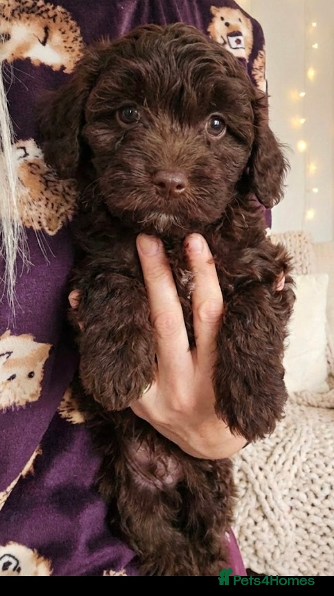 Shihpoo dogs Shihtzu x poodle  - Advert 1