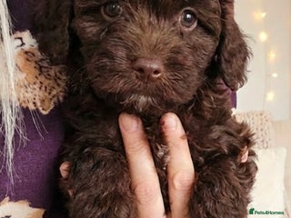 Shihpoo dogs Shihtzu x poodle - Advert 8