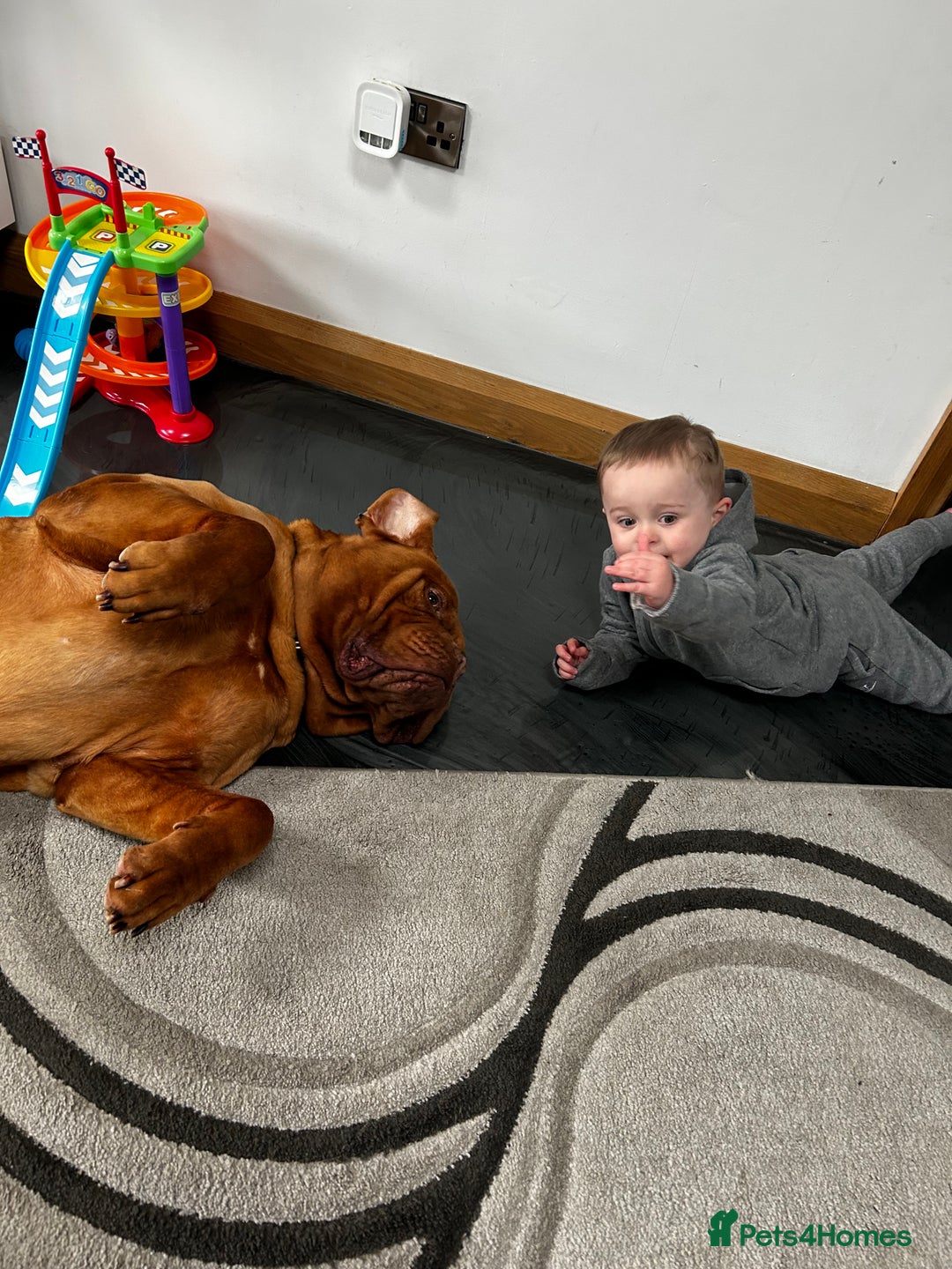 Dogue De Bordeaux dogs for sale: dog de bordeaux looking to be re homed - Image 2