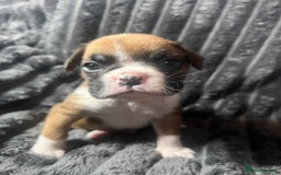 Boxer dogs for sale: Gorgeous litter of red and white boxers.  - Image 28