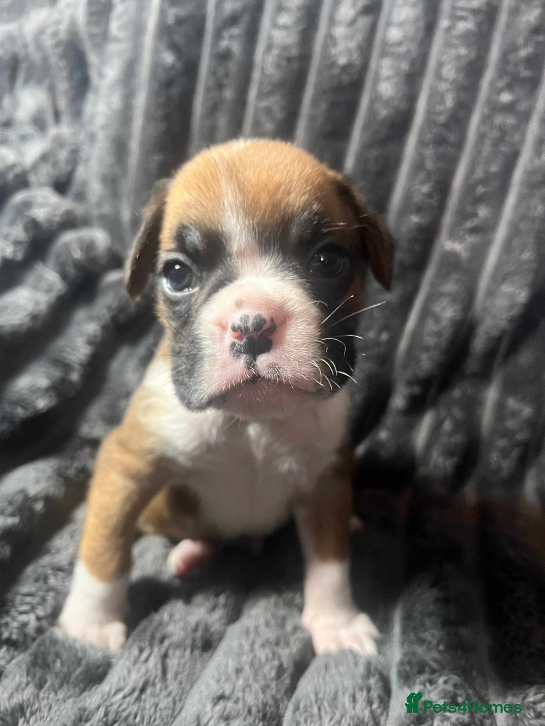 Boxer dogs for sale: Gorgeous litter of red and white boxers.  - Image 28