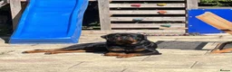Rottweiler dogs for sale: KC ROTTWEILER PUPPIES DUE SOON  - Advert 10