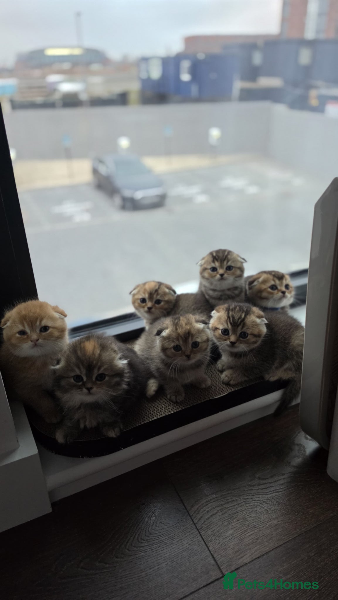 Scottish Fold cats Beautiful pedigree Scottish fold kittens - Advert 1