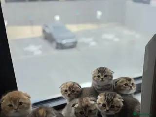 Scottish Fold cats Beautiful pedigree Scottish fold kittens - Advert 1