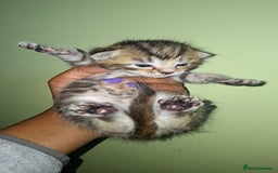 Ragdoll cats for sale: Ragdol 7 kittens available  - Image 7