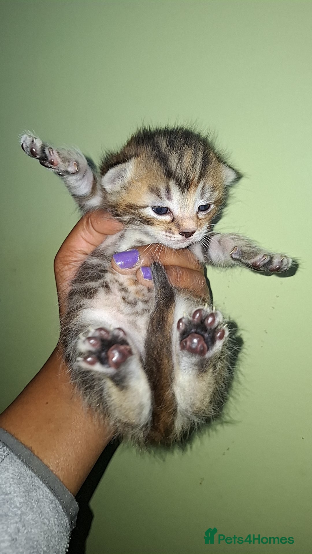Ragdoll cats for sale: Ragdol 7 kittens available  - Image 7