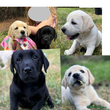Labrador Retriever dogs - Advert 1