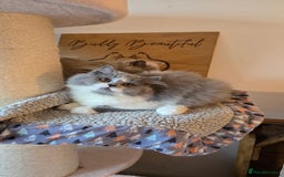 British Longhair cats for sale: Handsome British longhair male - Image 3
