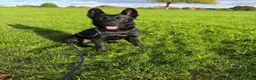 Belgian Shepherd Dog dogs for sale: Belgian mallinois  in Sheffield - Advert 1