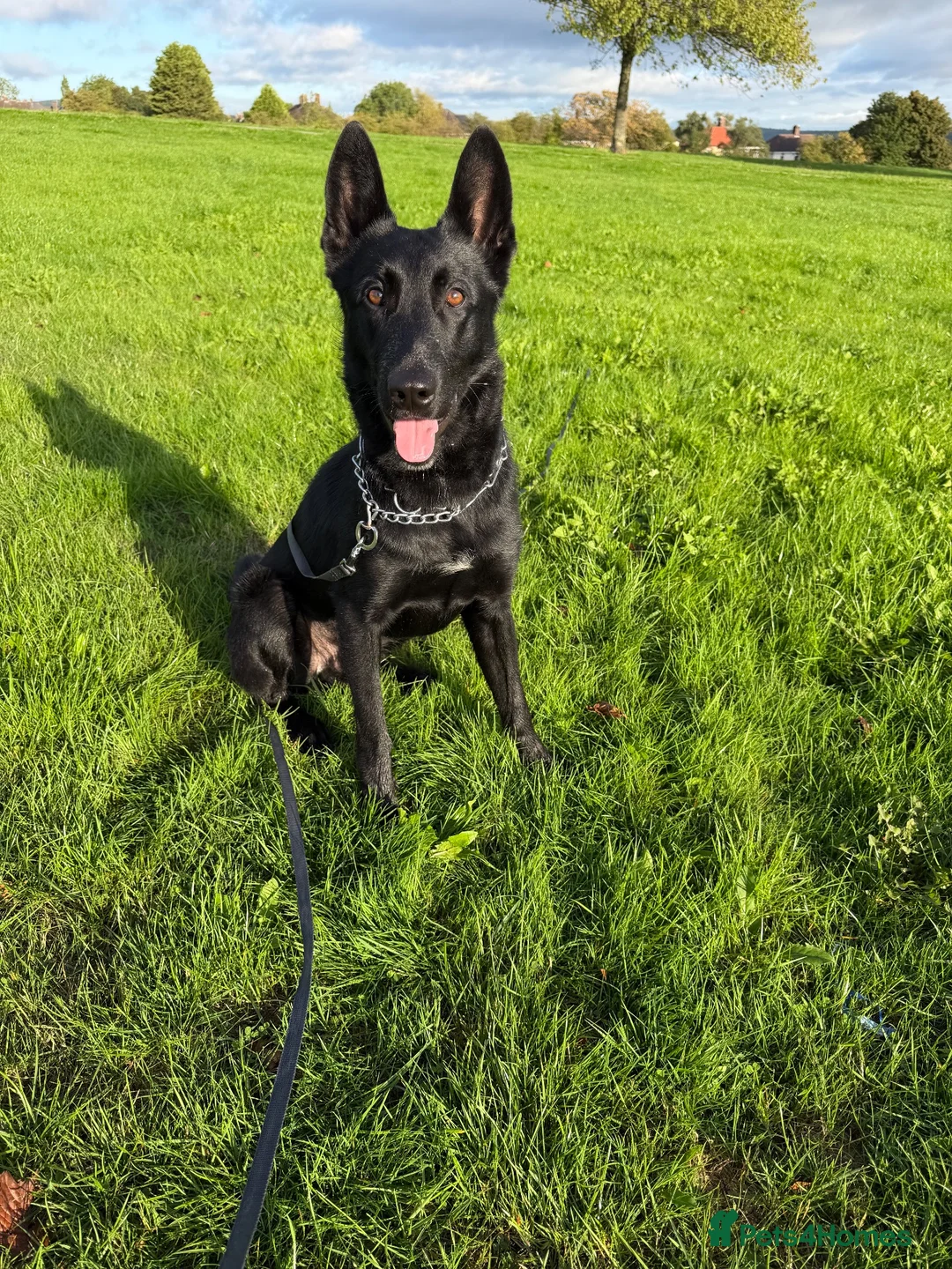Belgian Shepherd Dog dogs for sale: Belgian mallinois  in Sheffield - Advert 1