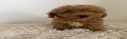 Maltipoo dogs for sale: Beautiful puppies for sale - Advert 9