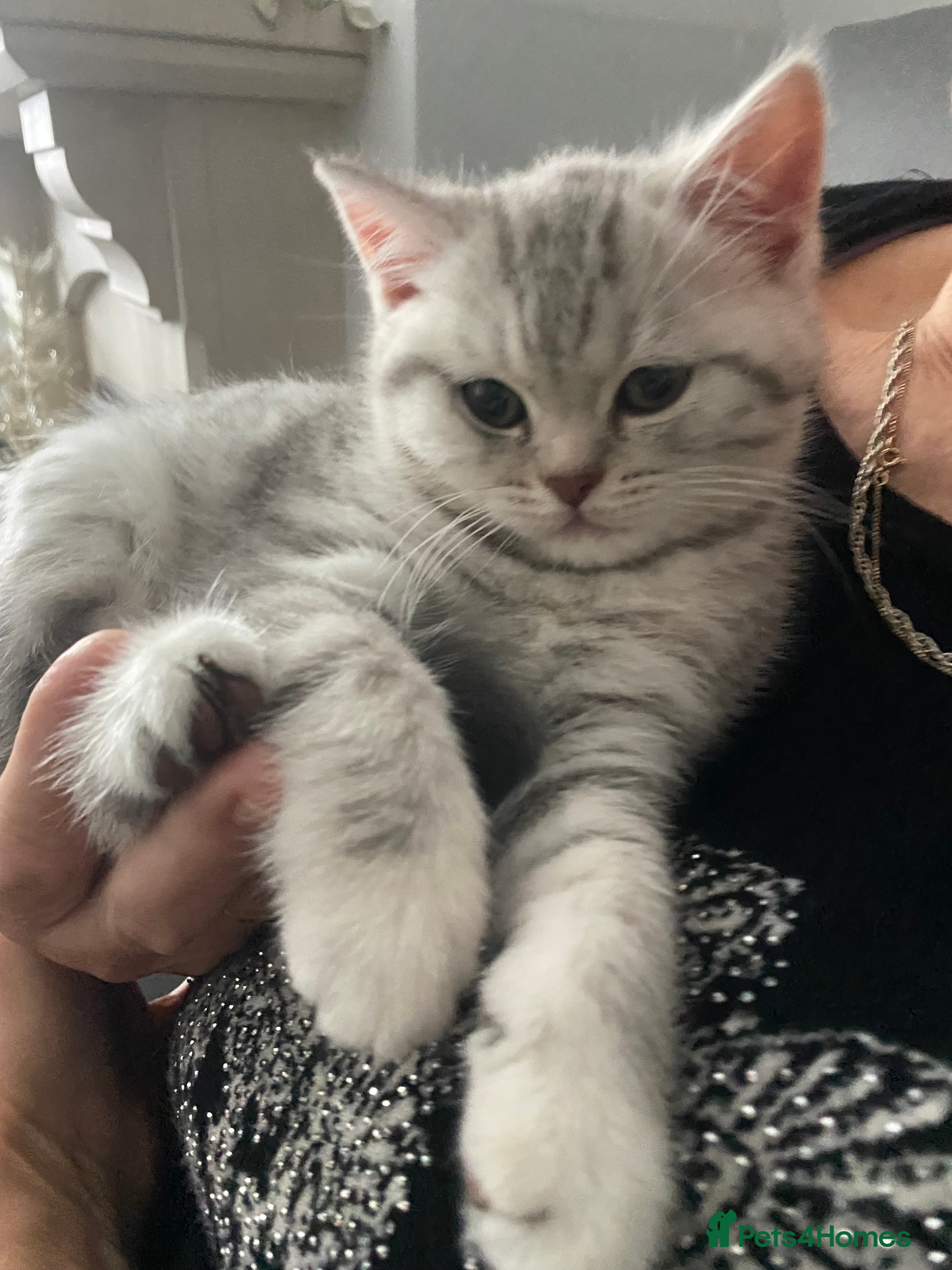 Scottish Fold cats Scottish fold and Scottish straight kittens  - Advert 14