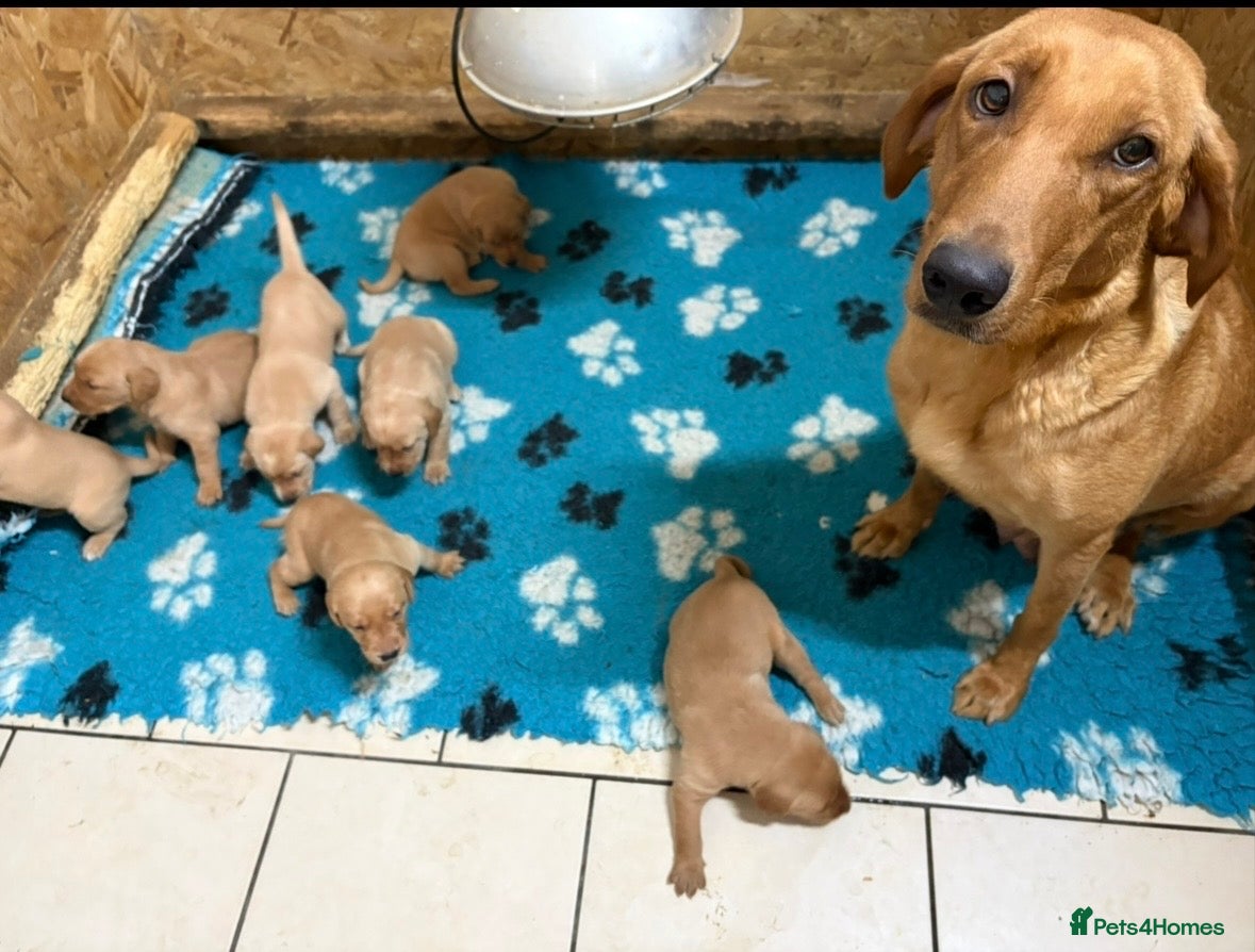 Labrador Retriever dogs Exceptional pedigree fox red Labrador retrievers - Advert 1