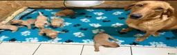 Labrador Retriever dogs for sale: Exceptional pedigree fox red Labrador retrievers - Advert 12