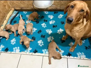 Labrador Retriever dogs Exceptional pedigree fox red Labrador retrievers - Advert 1