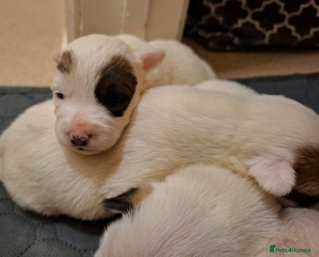 Mixed Breed dogs for sale: Jackie-bichion - Advert 4