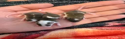 Mouse rodents for sale: 3 females £45 must go together  in Wellingborough - Advert 3