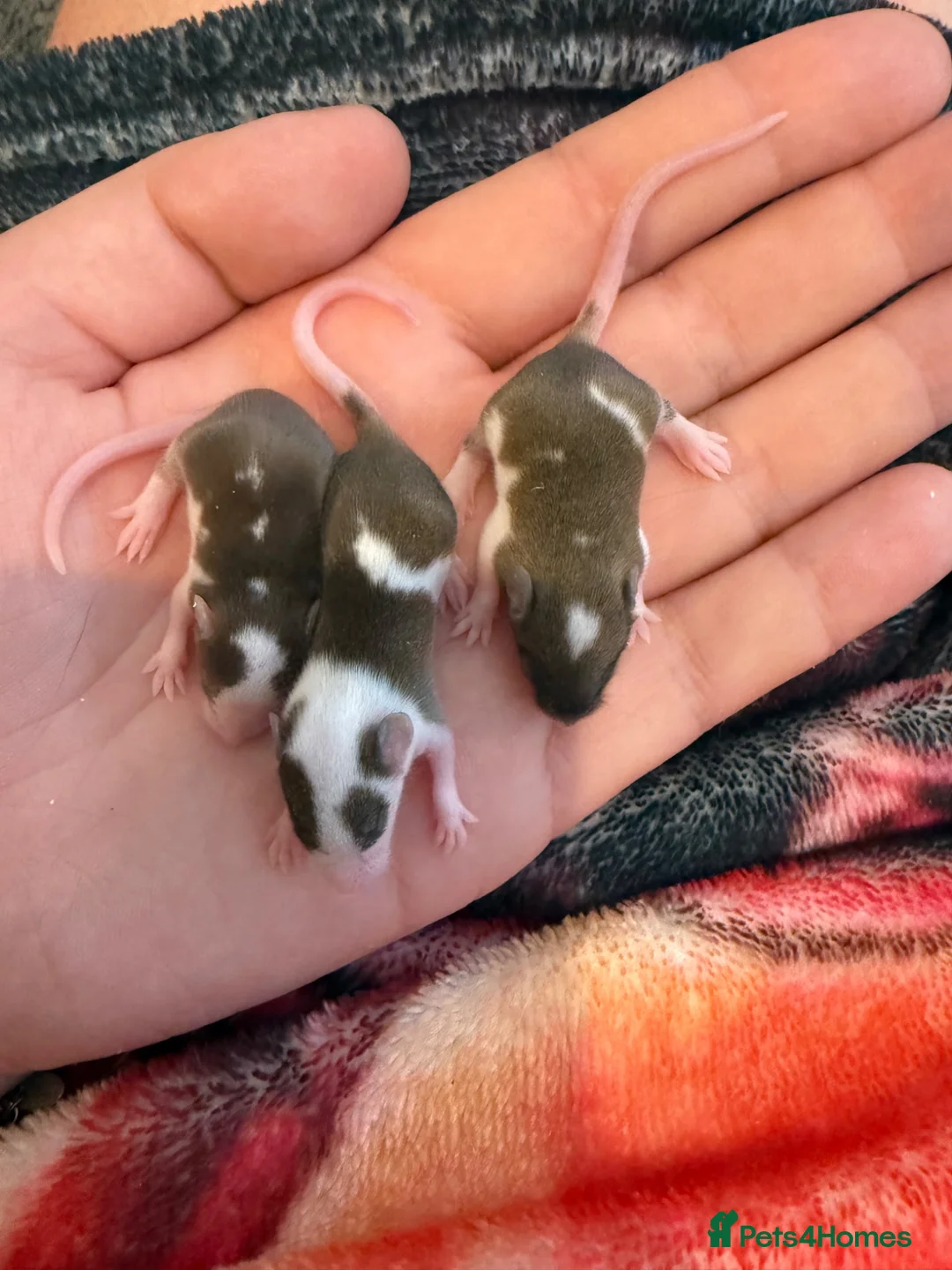 Mouse rodents for sale: 3 females £45 must go together  in Wellingborough - Advert 3