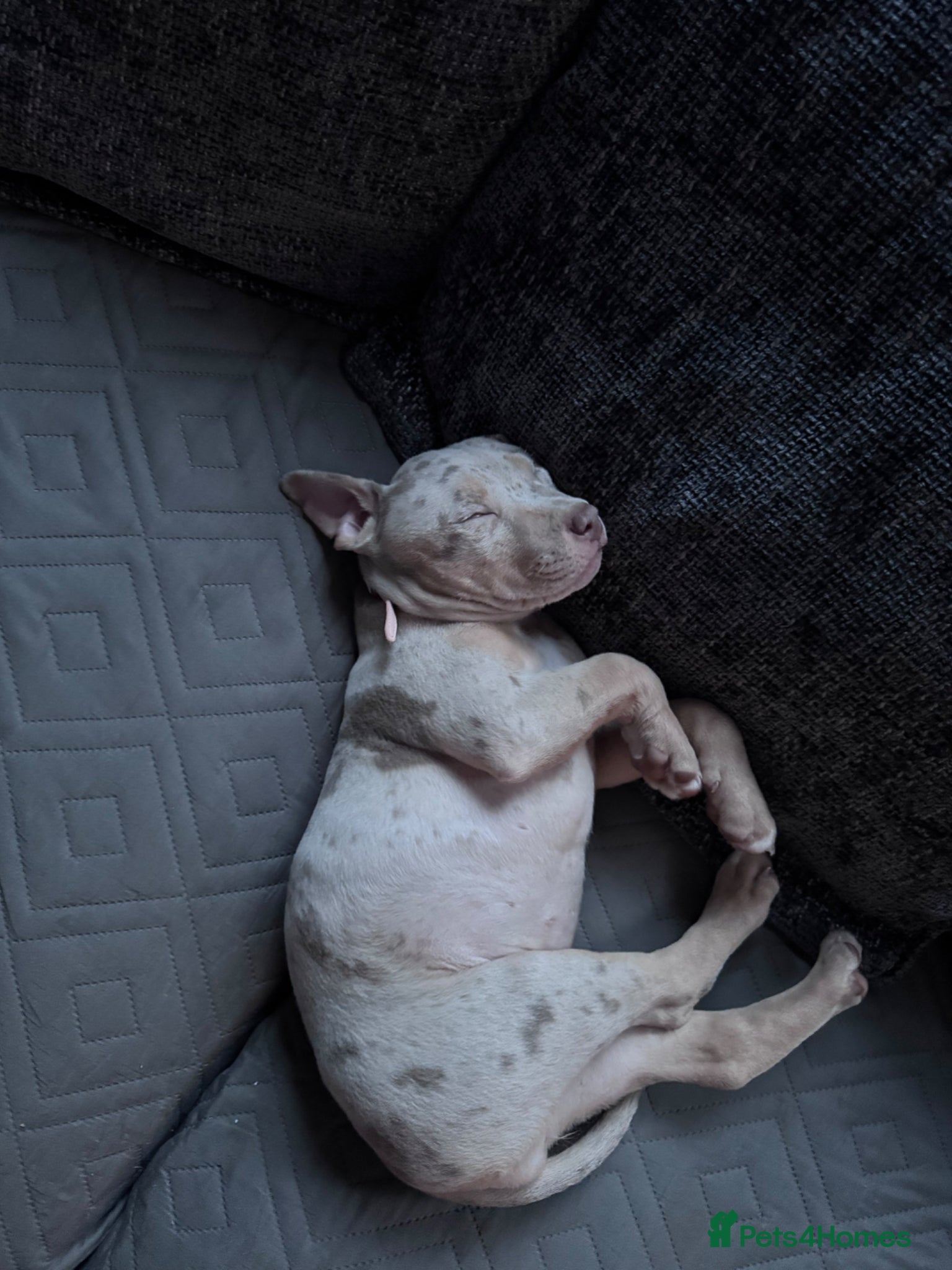 American Bully dogs for sale: American Pocket/standard bully  - Advert 6