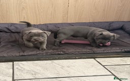 Staffordshire Bull Terrier dogs for sale: Blue Staff pups - Image 11